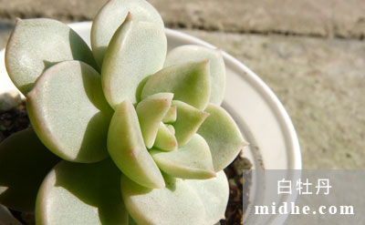 春溪插图 midhe