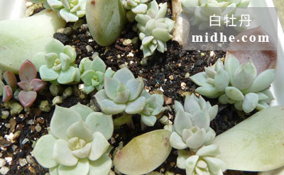 春溪插图 midhe