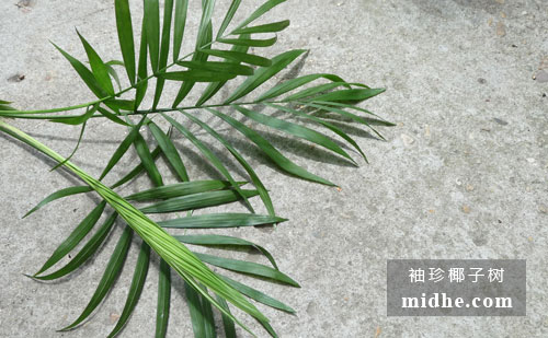 春溪插图 midhe