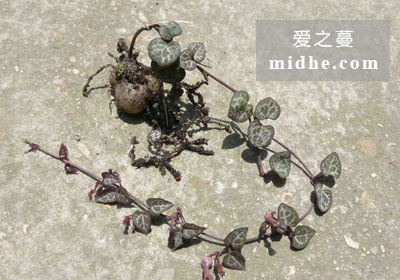 春溪插图 midhe