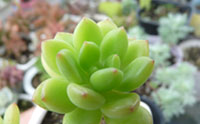 春萌图片-春溪植物库-春溪小镇