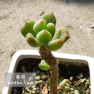 春溪插图 midhe