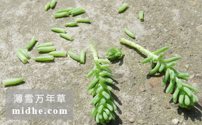 春溪插图 midhe