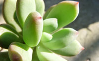 青星美人图片-春溪植物库-春溪小镇