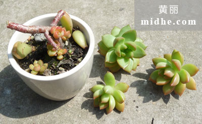春溪插图 midhe