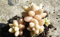 丸叶姬秋丽图片-春溪植物库-春溪小镇