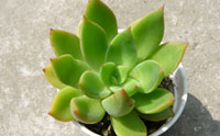 绿冬云图片-春溪植物库-春溪小镇