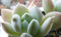 胖美人图片-春溪植物库-春溪小镇
