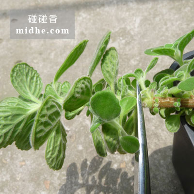 春溪插图 midhe