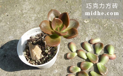 春溪插图 midhe