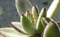 兔耳 月兔耳图片-春溪植物库-春溪小镇