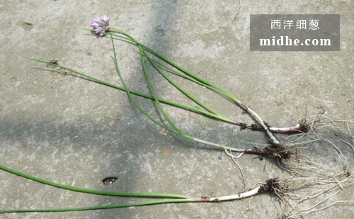 春溪插图 midhe
