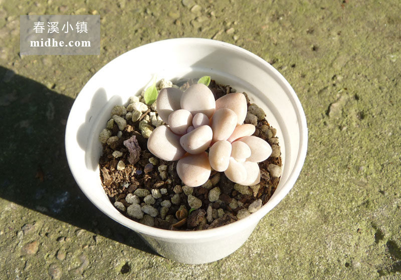 艾伦(小白盆)-春溪小镇
