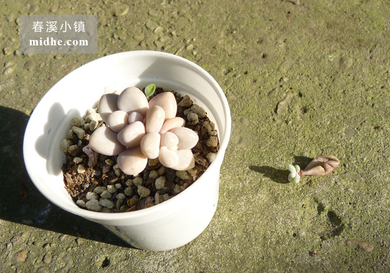 艾伦(小白盆)-春溪小镇