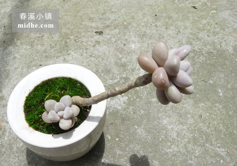 艾伦(陶瓷盆)-春溪小镇