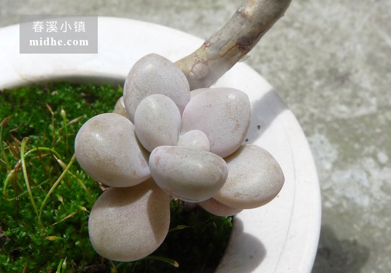 艾伦(陶瓷盆)-春溪小镇