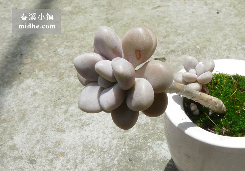 艾伦(陶瓷盆)-春溪小镇