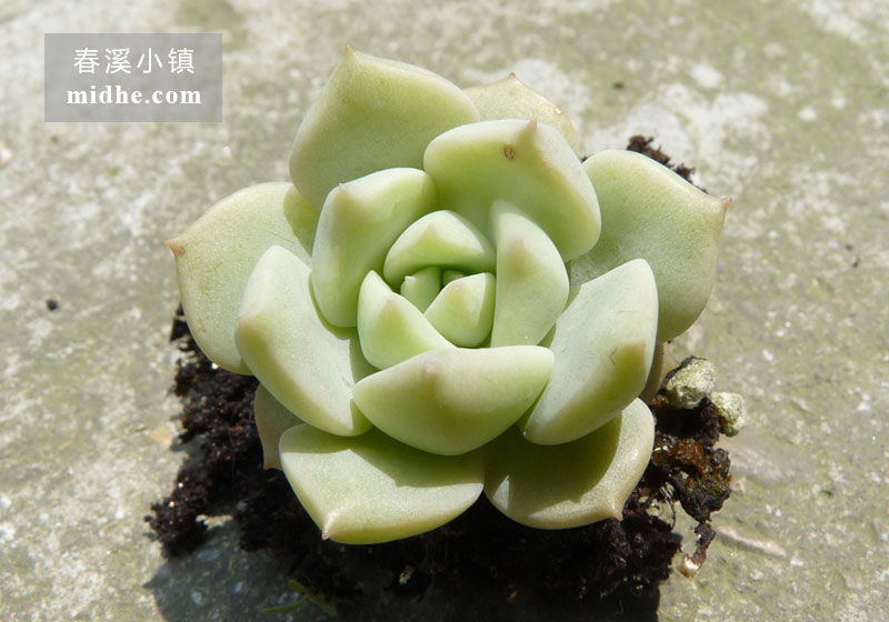 白牡丹(单株)-春溪小镇