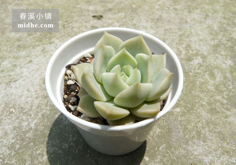 白牡丹(小白盆)-春溪小镇