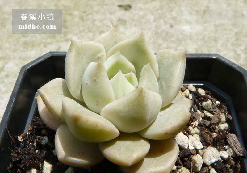白牡丹(小方盆)-春溪小镇