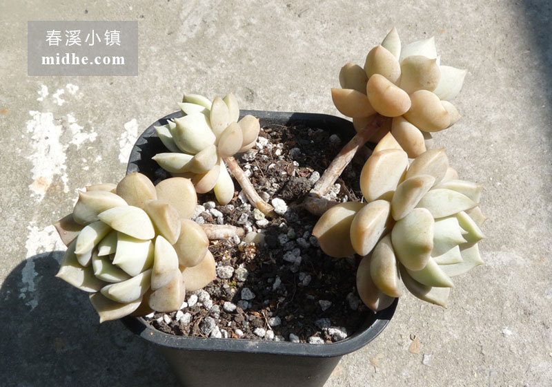 白牡丹(老桩)-春溪小镇