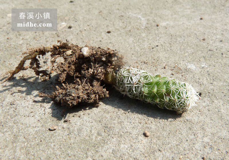 银手指(苗)-春溪小镇