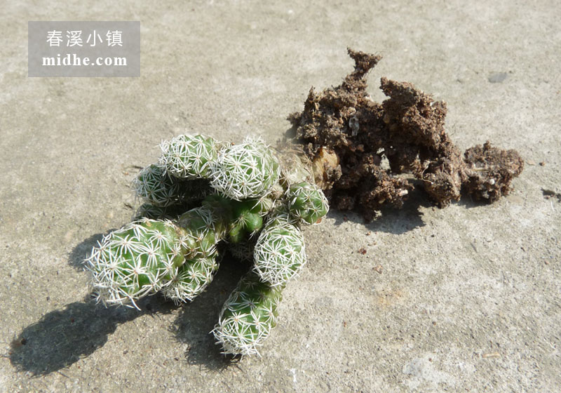 银手指(单株)-春溪小镇
