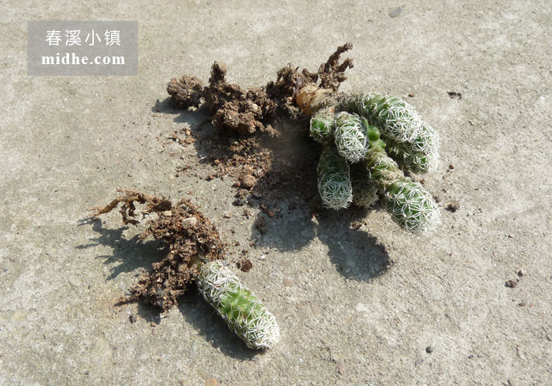 银手指(单株)-春溪小镇
