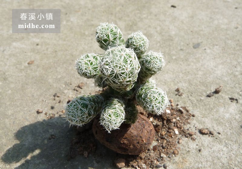 银手指(单株)-春溪小镇