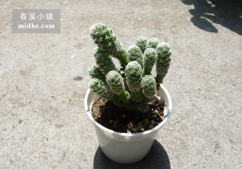 银手指(小白盆)-春溪小镇