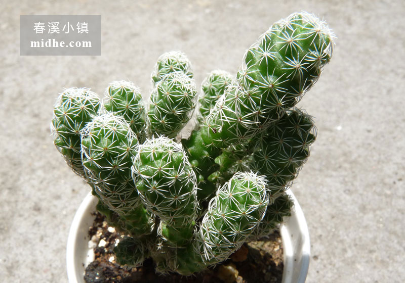 银手指(小白盆)-春溪小镇