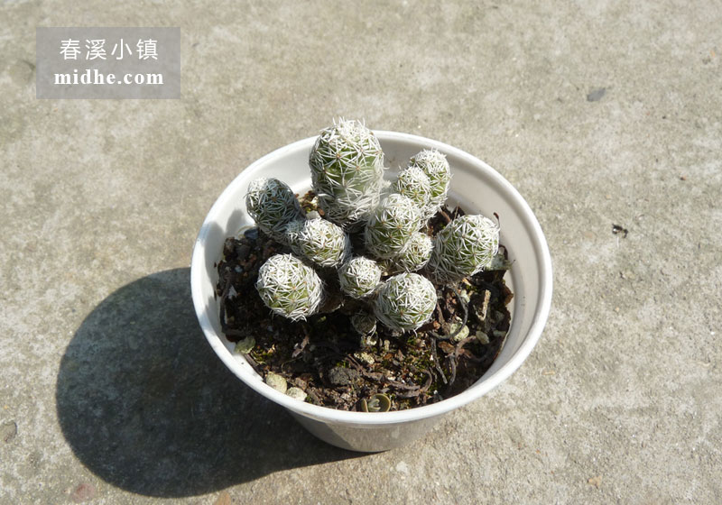 银手指(小白盆)-春溪小镇