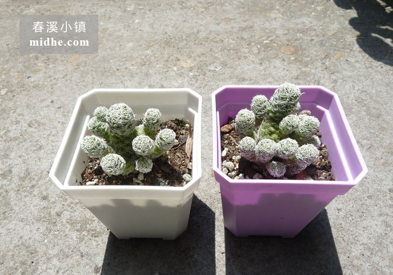 银手指(小方盆)-春溪小镇