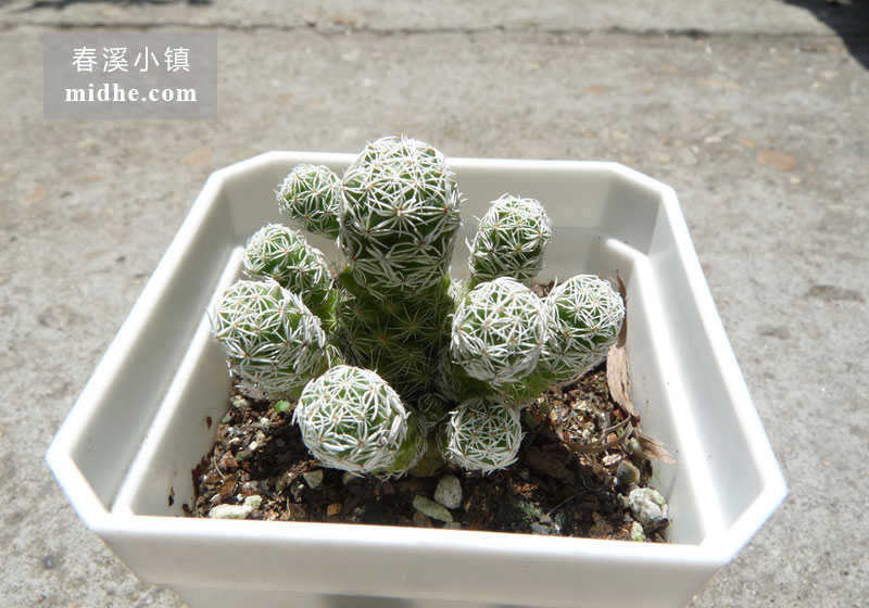 银手指(小方盆)-春溪小镇