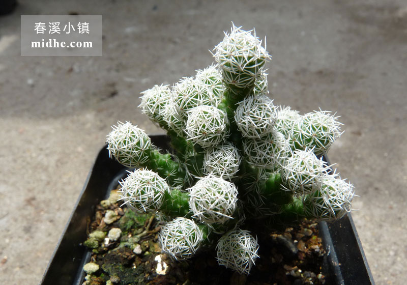 银手指(大方盆)-春溪小镇
