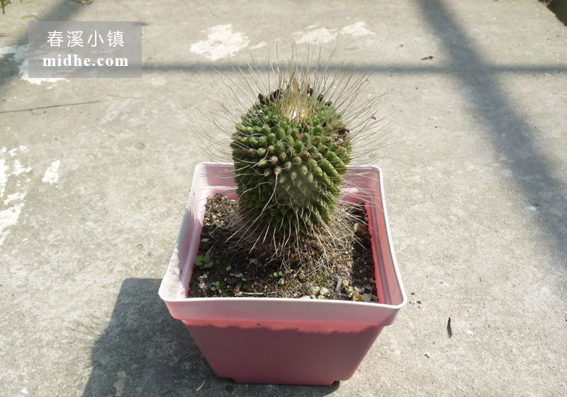 白珠(单株)-春溪小镇