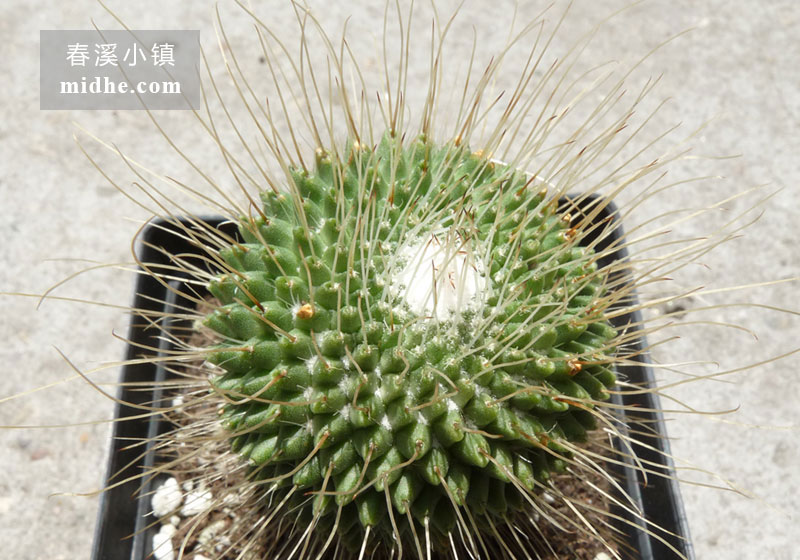 白珠(单株)-春溪小镇