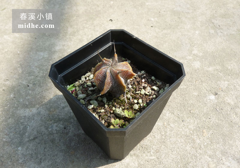 般若(小颗)-春溪小镇
