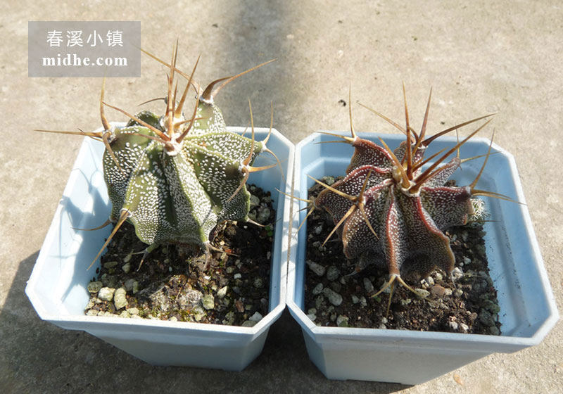 般若(大颗)-春溪小镇