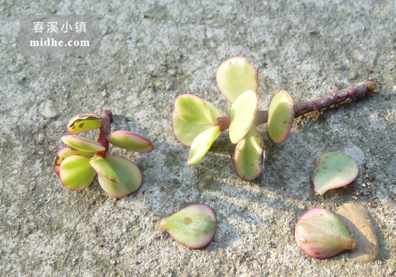 雅乐之舞(砍头苗)-春溪小镇