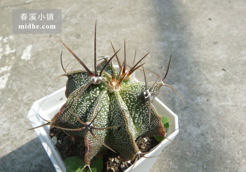 般若(大颗)-春溪小镇