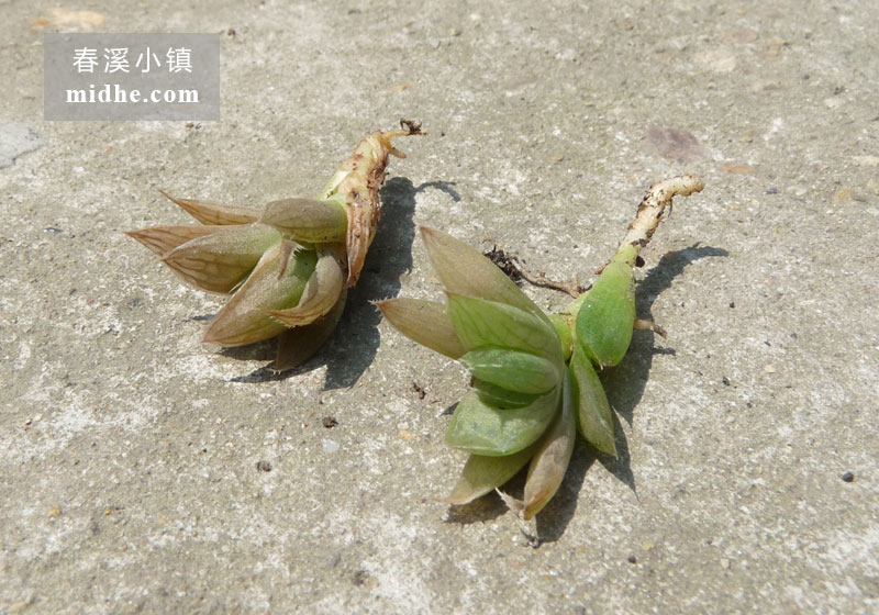 宝草(苗)-春溪小镇