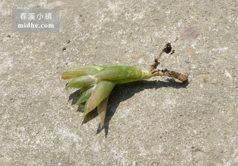 宝草(苗)-春溪小镇