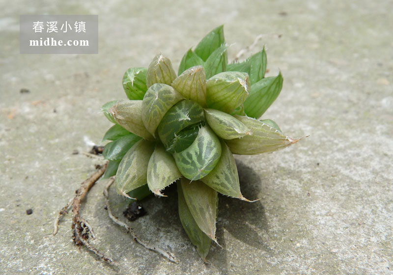宝草(单株)-春溪小镇