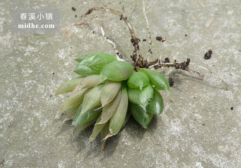 宝草(单株)-春溪小镇