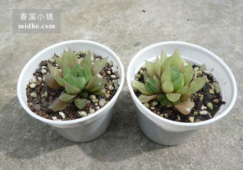 宝草(小白盆)-春溪小镇