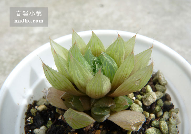 宝草(小白盆)-春溪小镇