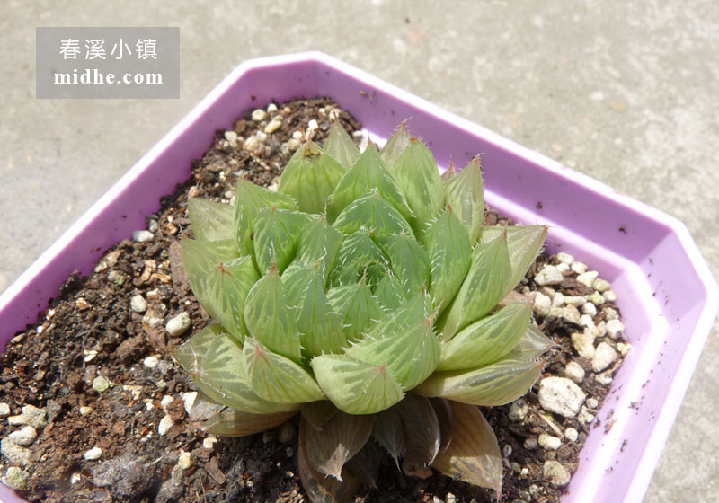 宝草(小方盆)-春溪小镇