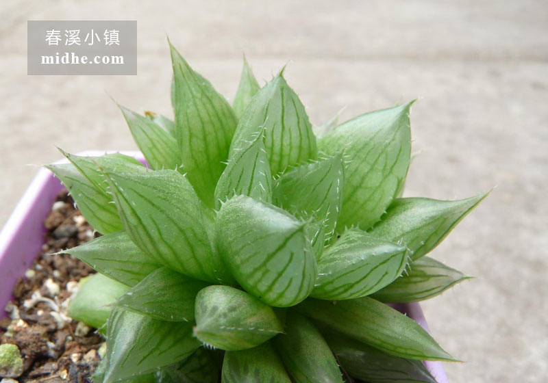 宝草(小方盆)-春溪小镇