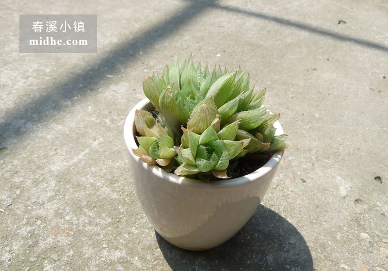 宝草(陶瓷盆)-春溪小镇